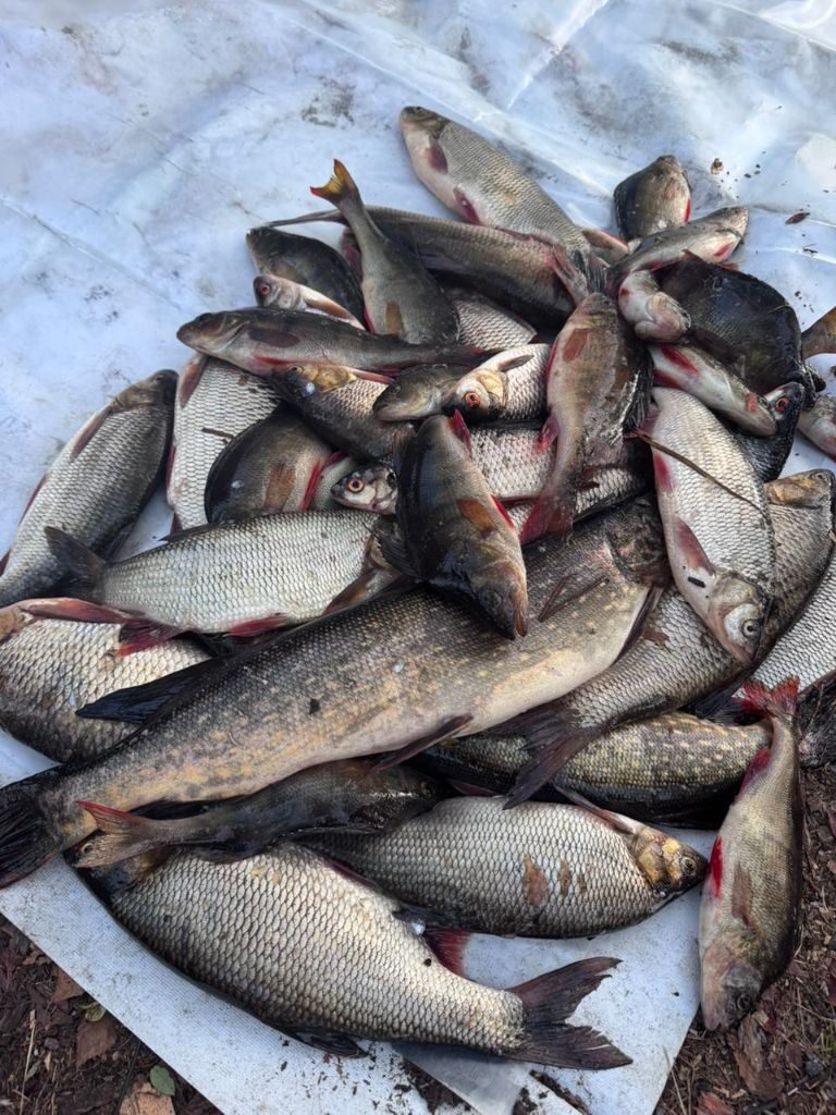 Fresh freshwater fish catch from a Yakutian river